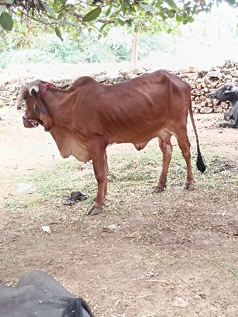 રામ દેવસી