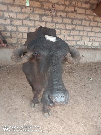 ભેંસ વેચવાની છે