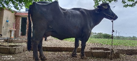 ભેશ