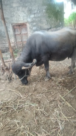 વેચવાની