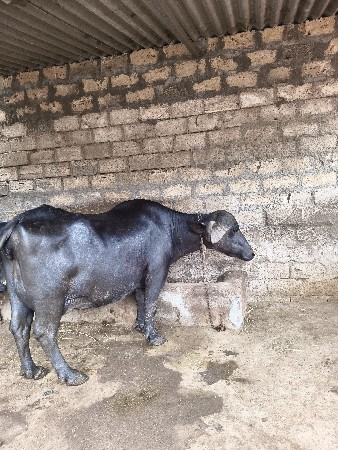 વેસવાનુ સે