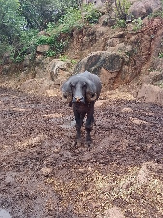 પાડો