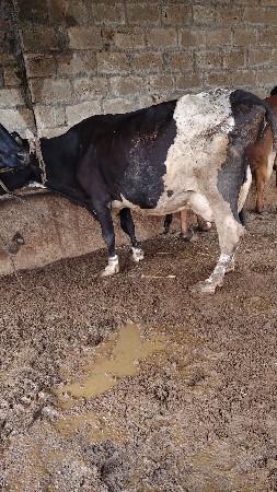 ગાય વેશવાનિછે