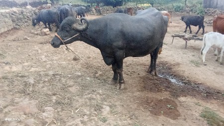 ભેસ વેચવાની છે