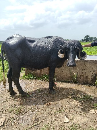 ભેંસ વેચવાની છે