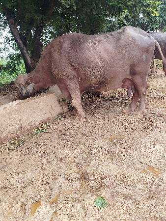 ભેસ વેચવાની છે