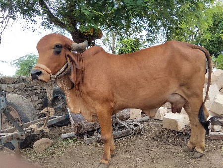 ઞાય  વેચવાની છે.