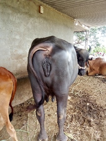 ભેસ વેચવાની છે