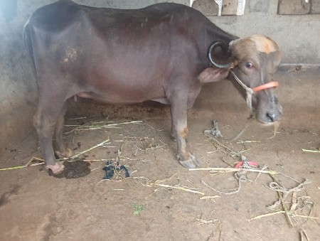 ભેસ વેચવાની છે