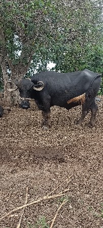 20 દિવશ ની કાચી છે