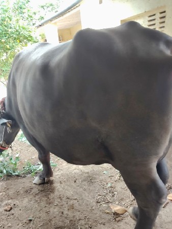 ભેંશ વેચવાની છે