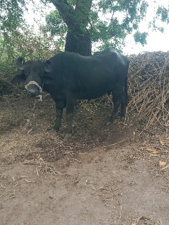 ભેંસ વેચવા ની છે ગાભની