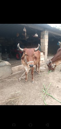 ગાય વેચવાની છે