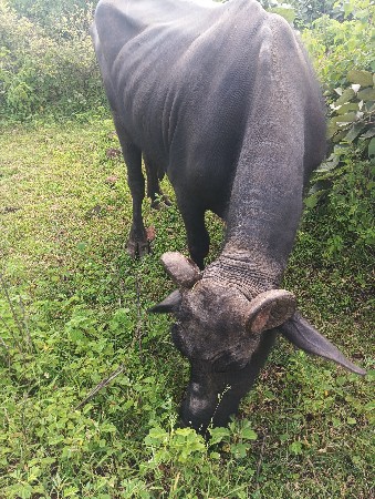 આ ભેંસ વેચવાની છે એક મહિનાની કાચી