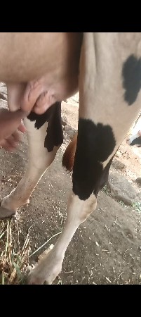Hf ગાય