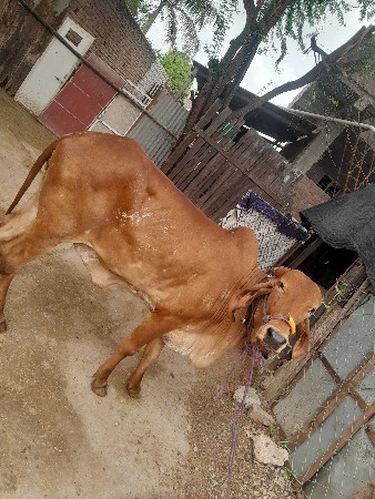 વેચવાની