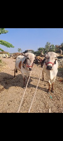 ઞોઢલા વેસવાના છે