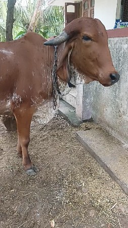 વાછડી વેચવાની છે