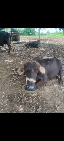 પેલું વેતર ખડેલિ