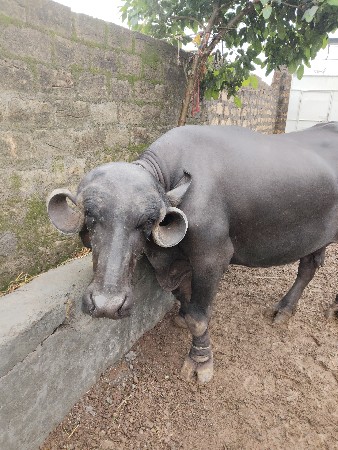 ભેંસ વેસવાની છે