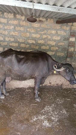 નીચે પારુ નથી