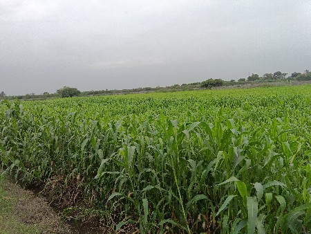 જુવાર લીલી