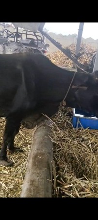 એસ એફ. ગાય