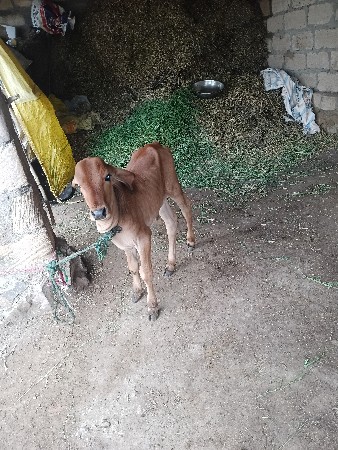 વેચવા નીસે