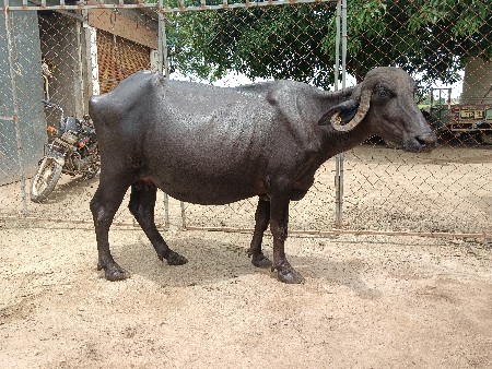 ભેંશ વેચવાની છે