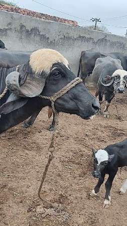 ભેંસ વેચવાની છે
