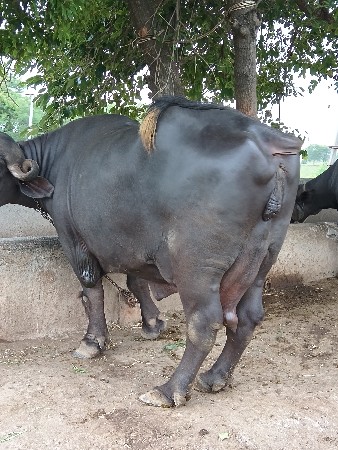 ભૅસ વેચવાની છે બિજૂ વૅતર