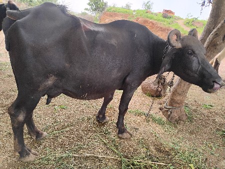 ભેંસ વેચવાની છે