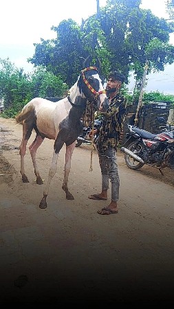 વચ્ચેરો  વેચવાનો બાલ ભમરી ચોખ્ખો