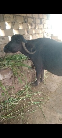 ભેસ વેચવાની