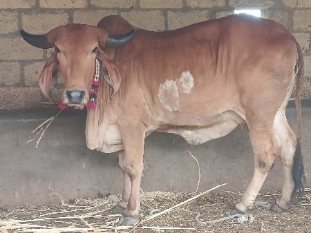 ગાય વેચવાનિછે