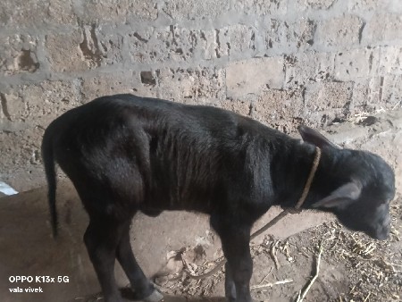 ભેસ વેચવાની છે