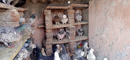 કબૂતર વેચવાના છે