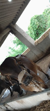 અઢી વર્ષની સે