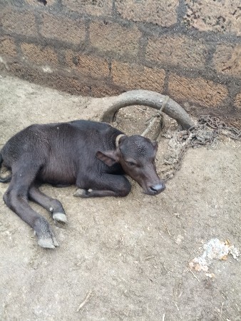 ખડેલી વેચવાની છે