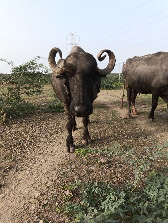 ભેંસ વેચવાની છે