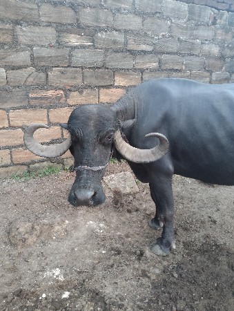 ભેસ વેચવાની છે