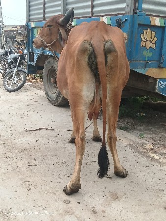 દેશી ગાય વેચવાની છે