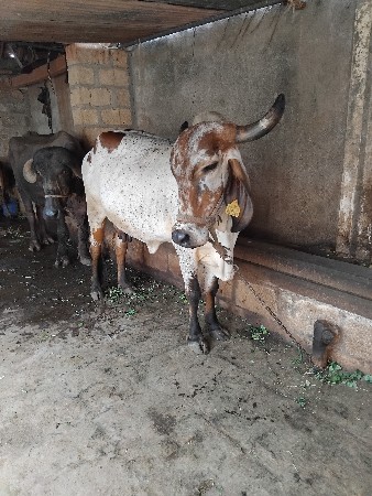 ગીરલીલડીકાબરીવેશવાની છે