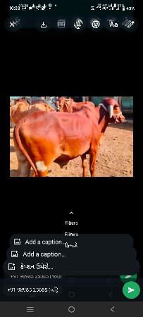 દેશી ગોધલા