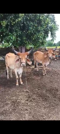 વેચવાના છે