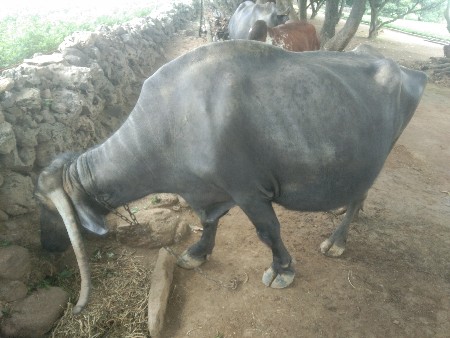 ભેંસ વેસવાની છે