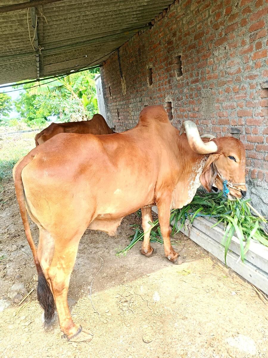 દેશી બળદ તાત્કાલિક આપી દેવાના છે