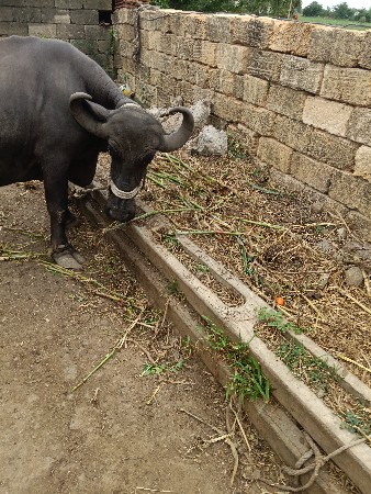 ભેંસ બેસવાની છે