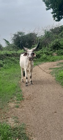 ગોઢલો વેચવાનો છે.