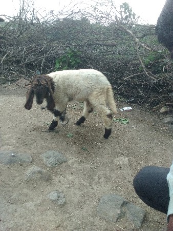 ઘેટો વેચવાનોછે